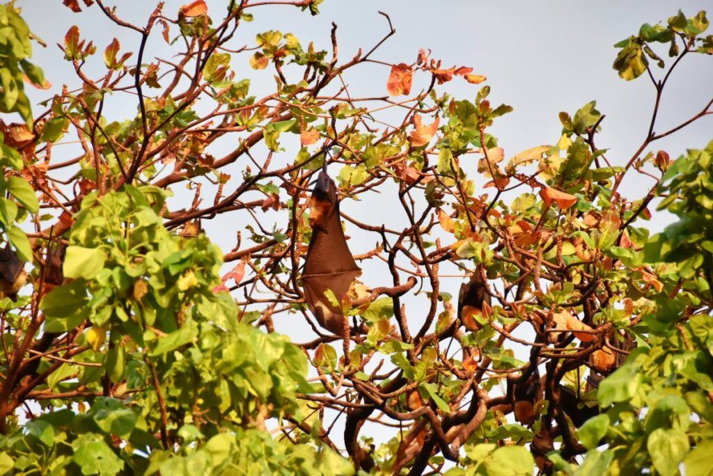 A Traveller's Guide to Wildlife in Fiji