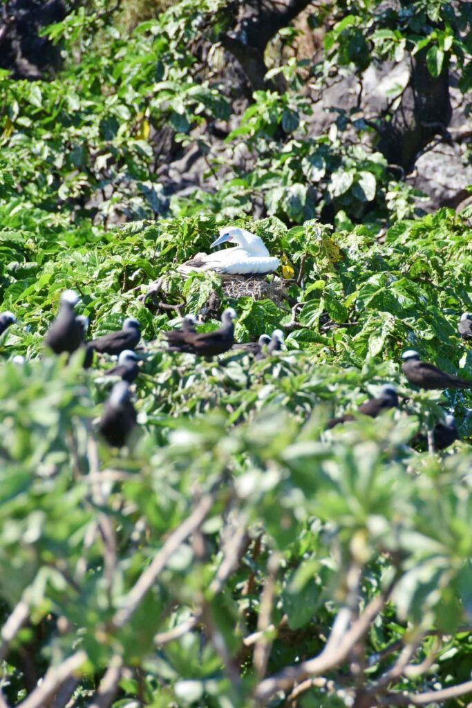 A Traveller's Guide to Wildlife in Fiji