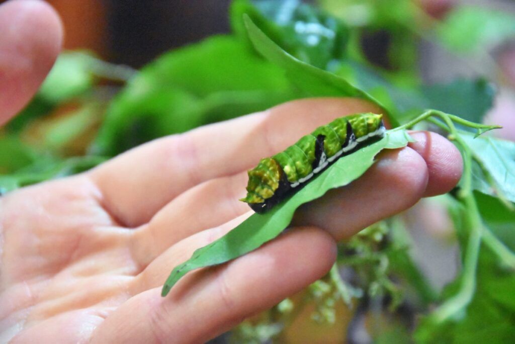 A Traveller's Guide to Wildlife in Fiji