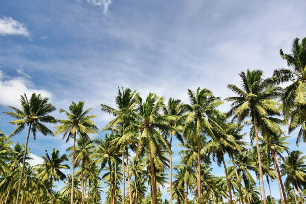 20 Best Things to Do in Vanua Levu