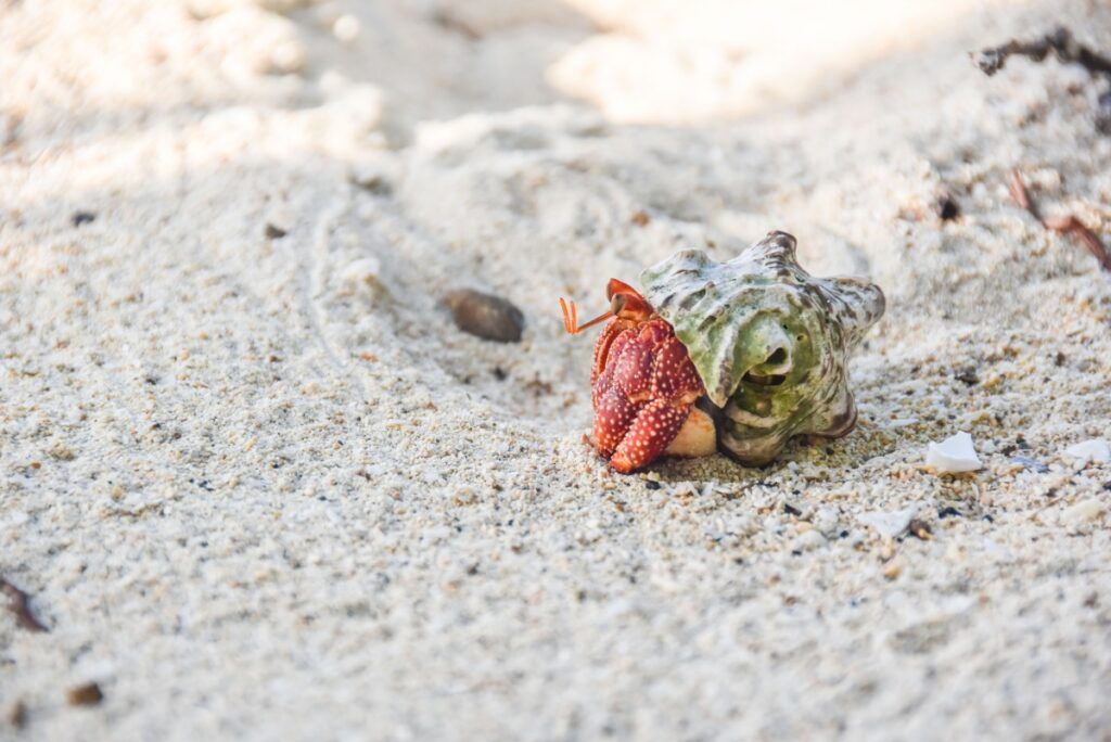 21 Best Things to Do in the Yasawa Islands