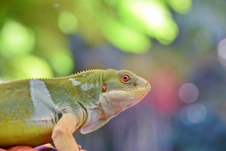 A Traveller's Guide to Wildlife in Fiji