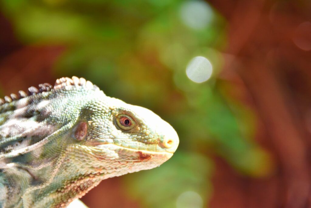 A Traveller's Guide to Wildlife in Fiji