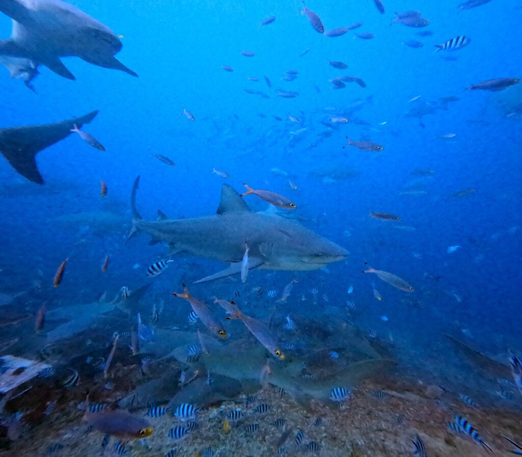 5 Best Places to See Sharks in Fiji