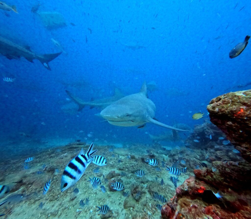 5 Best Places to See Sharks in Fiji