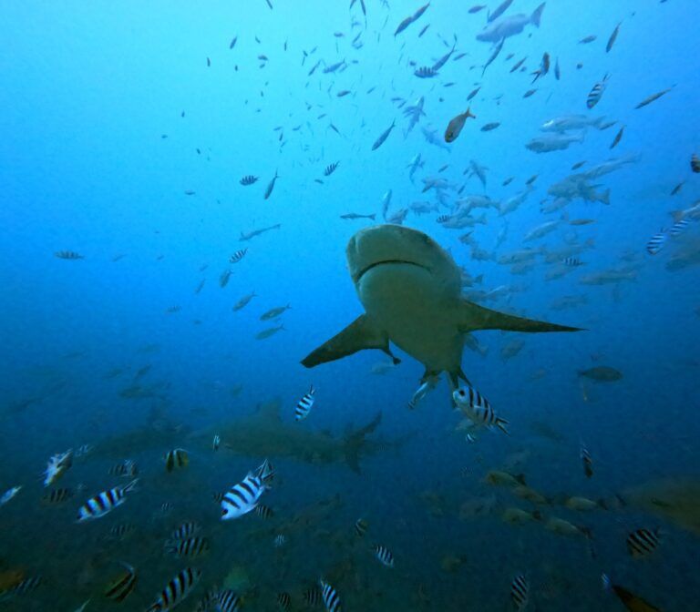 5 Best Places to See Sharks in Fiji