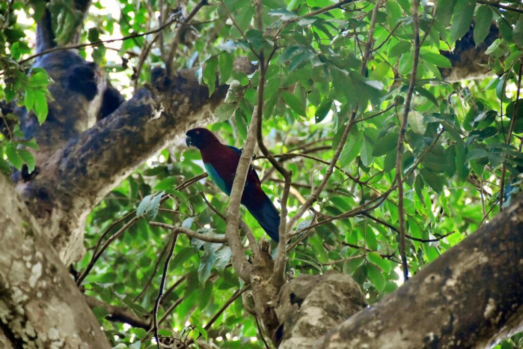 24 Best Things to Do in Taveuni