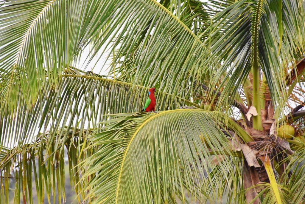 16 Best Things to Do in Kadavu