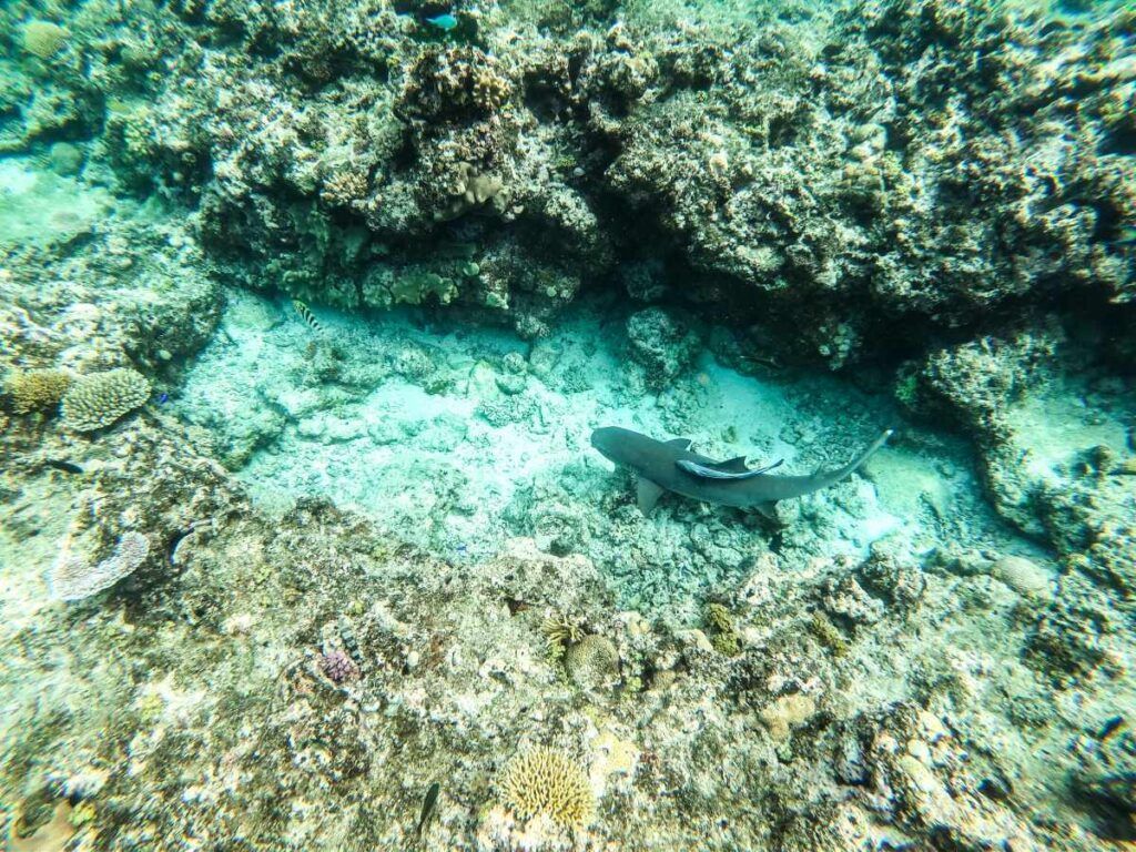 5 Best Places to See Sharks in Fiji