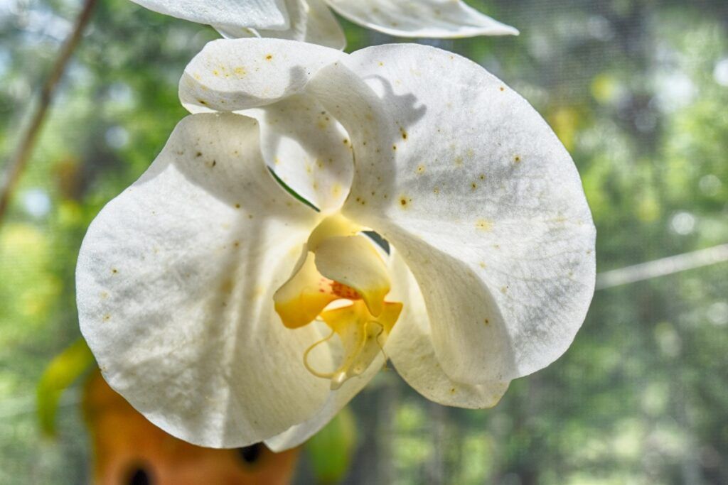 A Traveller's Guide to Wildlife in Fiji