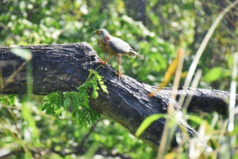 14 Animals & Birds Unique to Fiji