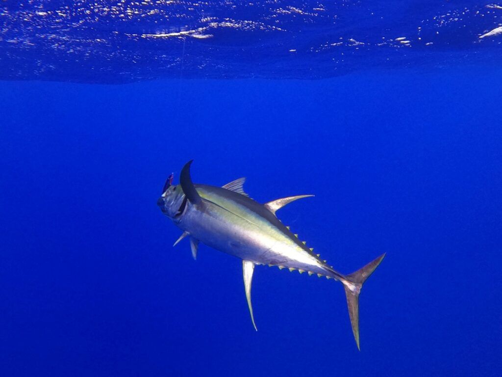 The Complete Guide to Spearfishing in Fiji