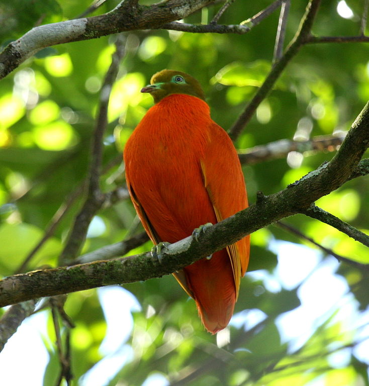 animals and birds in fiji