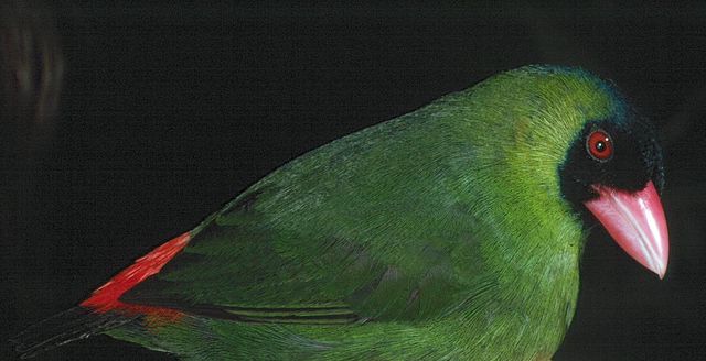 fiji animals and birds