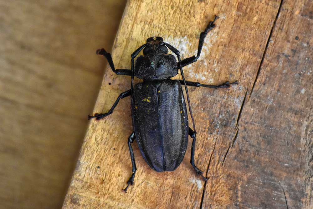 fijian-beetle-wildlife-animal