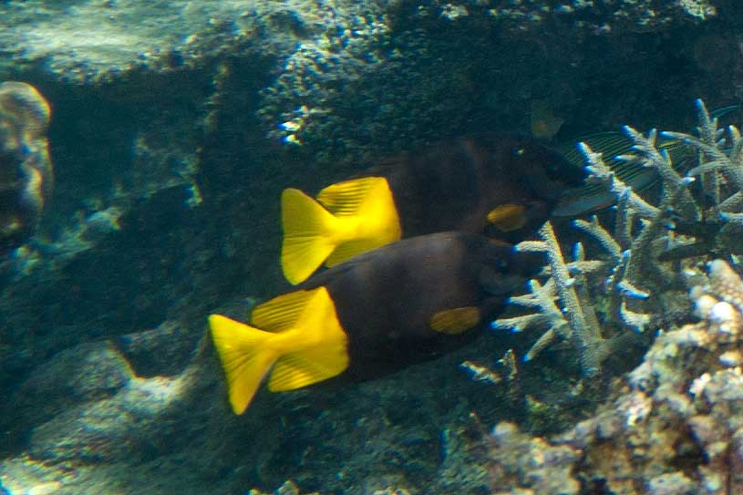 fish-and-animals-in-fiji