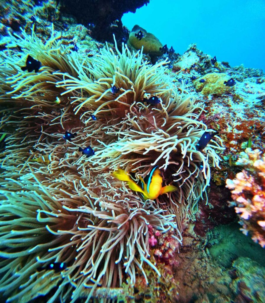 The Travel Guide to the Pacific Harbour & Beqa for Families