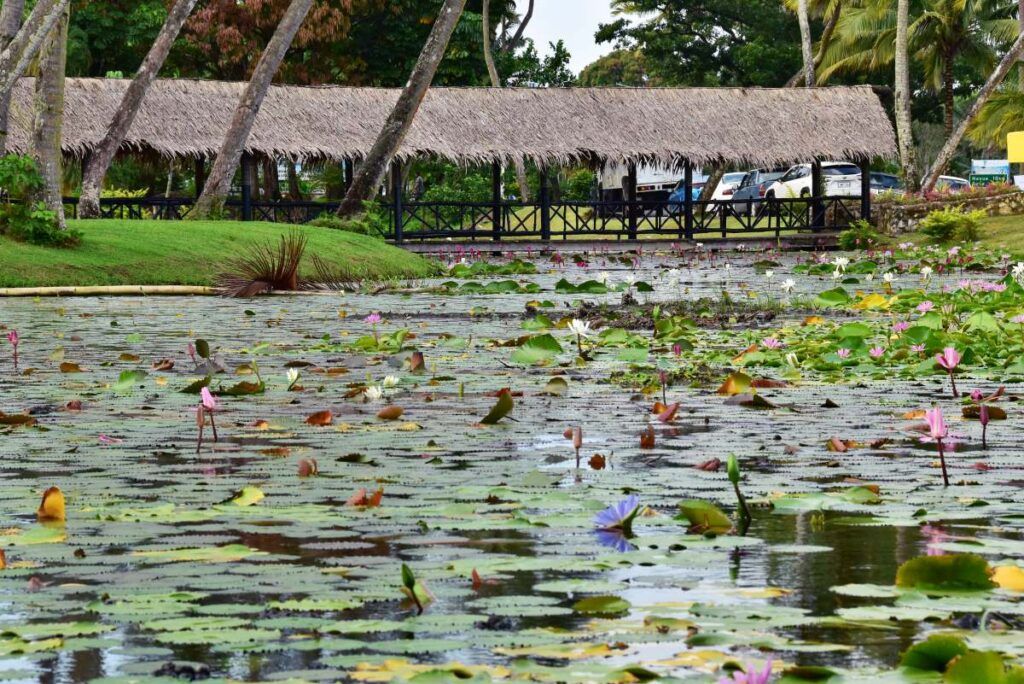 10 Free & Cheap Things to Do on the Pacific Harbour & Beqa