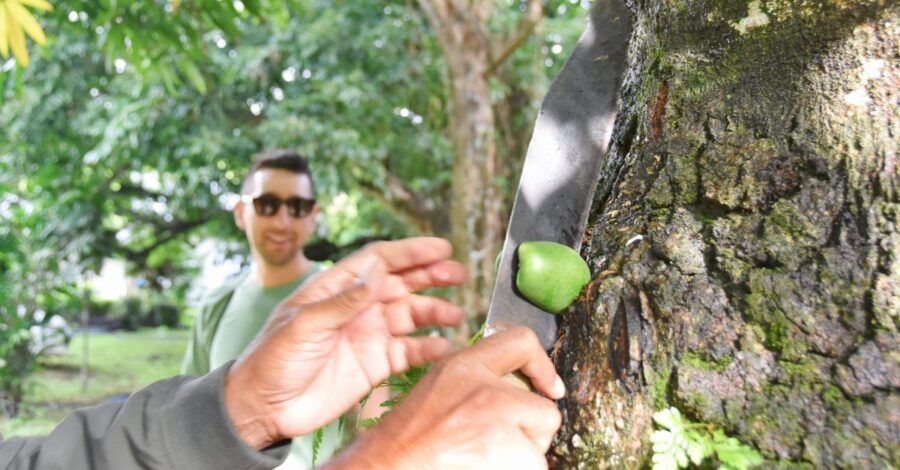 10 Things to Do on Taveuni for Foodies