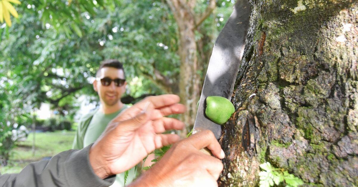 10 Things to Do on Taveuni for Foodies