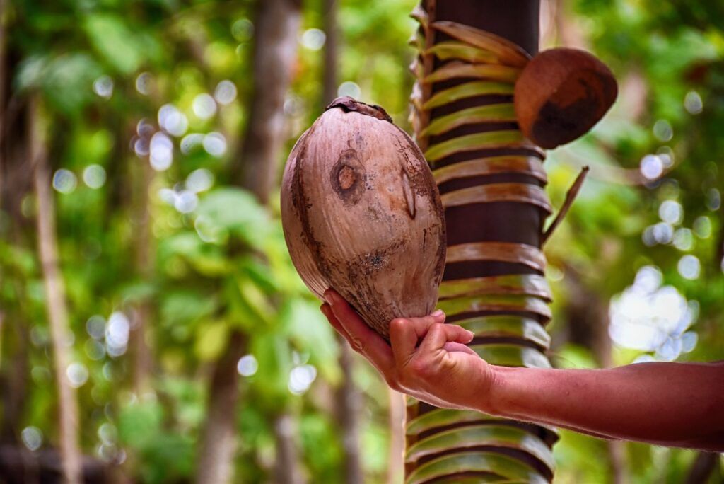 10 Things to Do on Taveuni for Foodies
