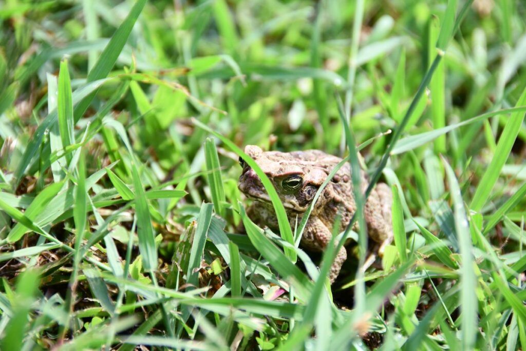 Fiji Safety Tips: Is it Safe to Travel to Fiji?