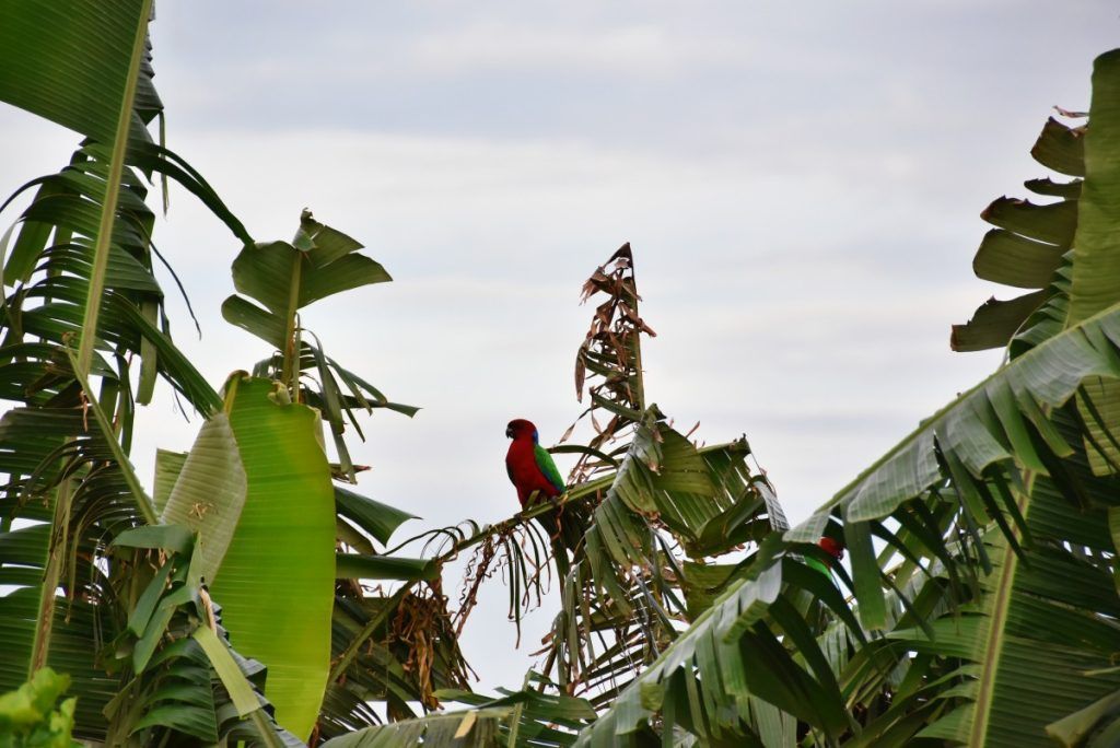 10 Things To Do in Kadavu with Kids
