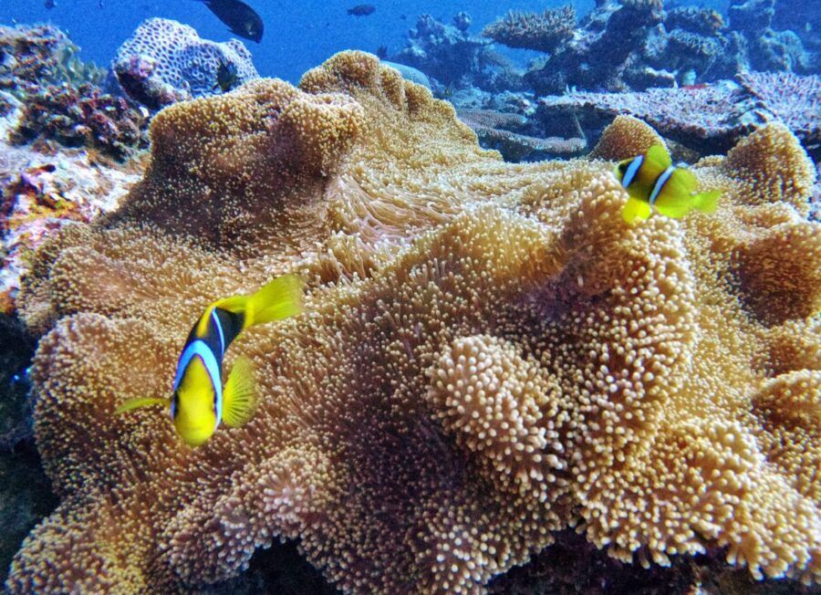 10 Luxury Activities on the Pacific Harbour & Beqa