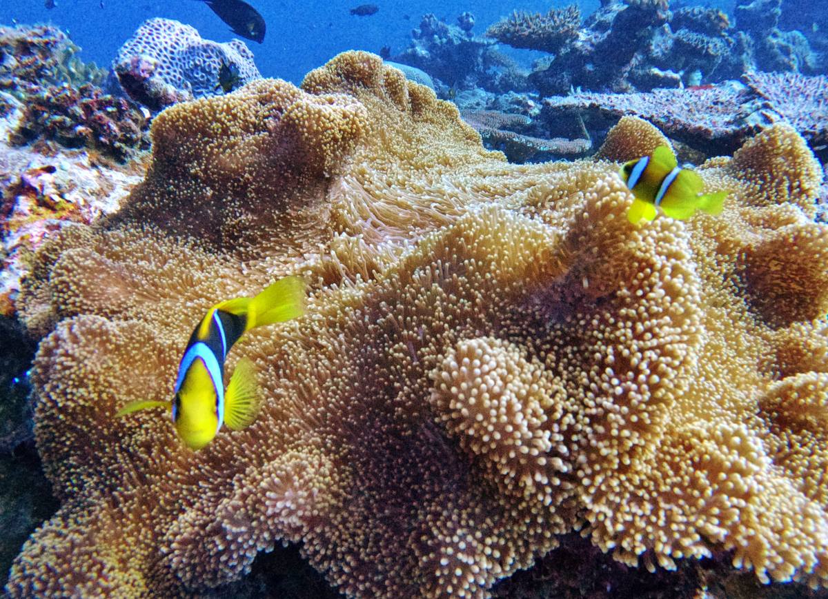 10 Luxury Activities on the Pacific Harbour & Beqa