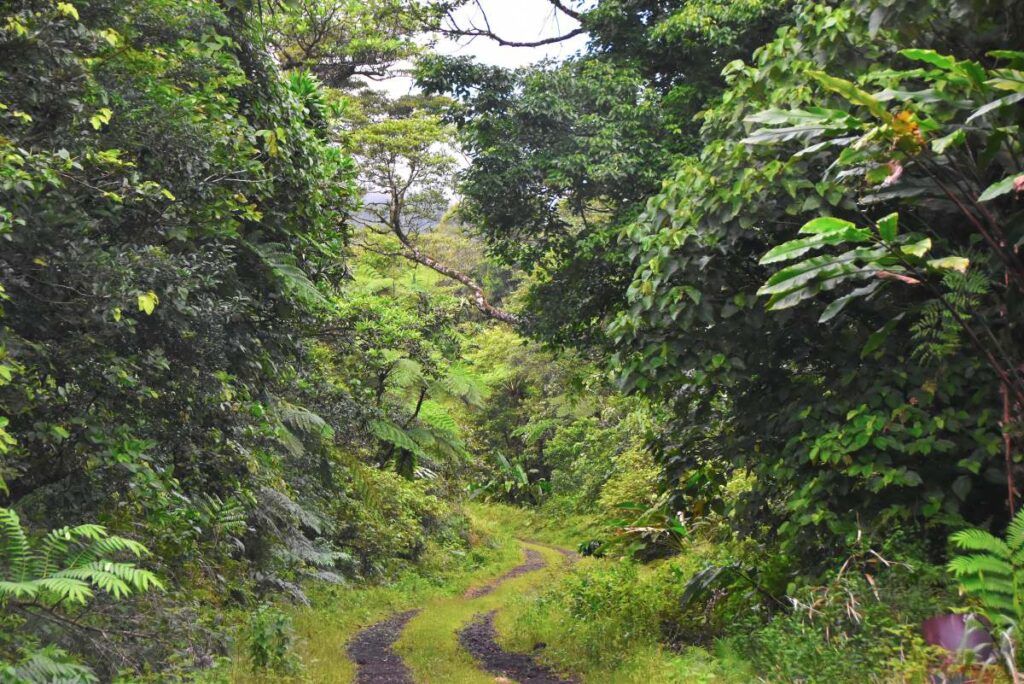 10 Romantic Activities in Taveuni for Couples