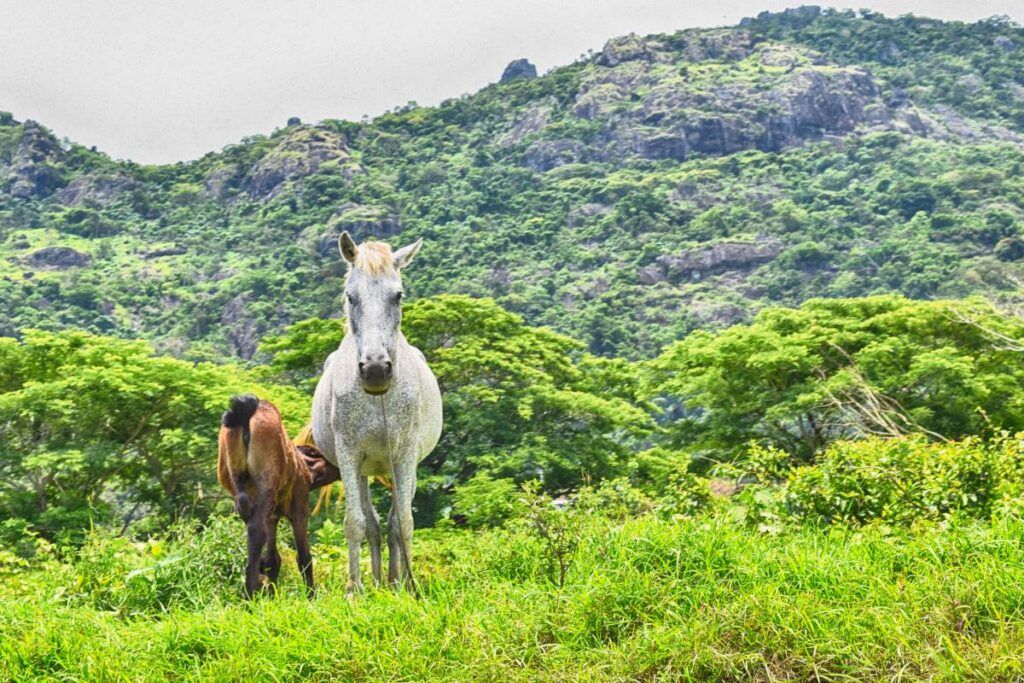 10 Things to Do on Taveuni with Kids