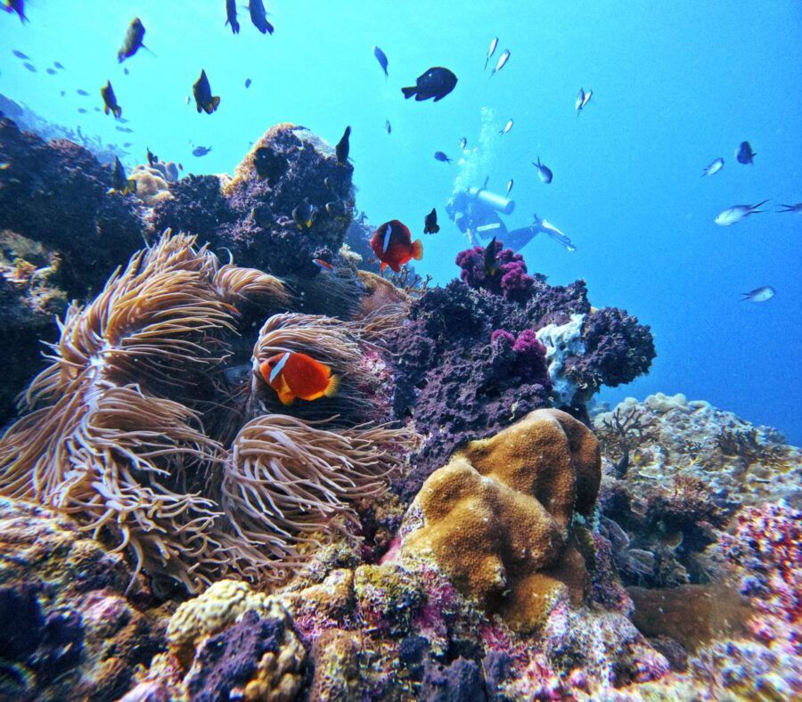 10 Best Places to Scuba Dive in Fiji
