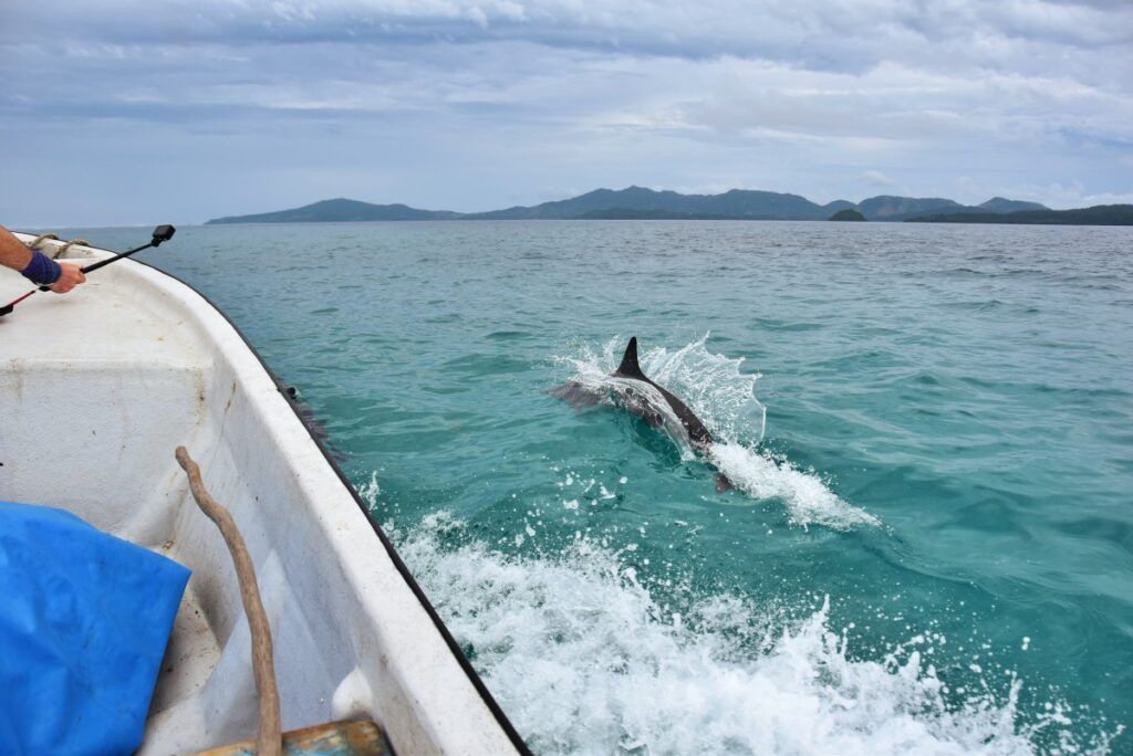 5 Best Places to See Dolphins in Fiji