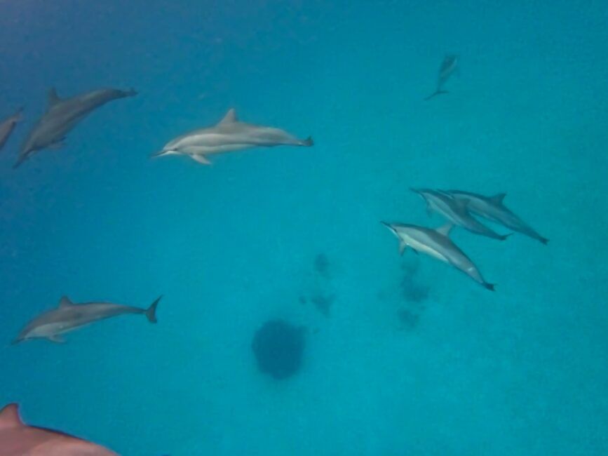 5 Best Places to See Dolphins in Fiji
