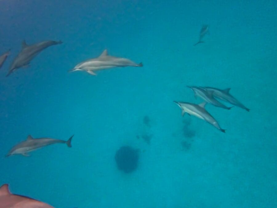 5 Best Places to See Dolphins in Fiji