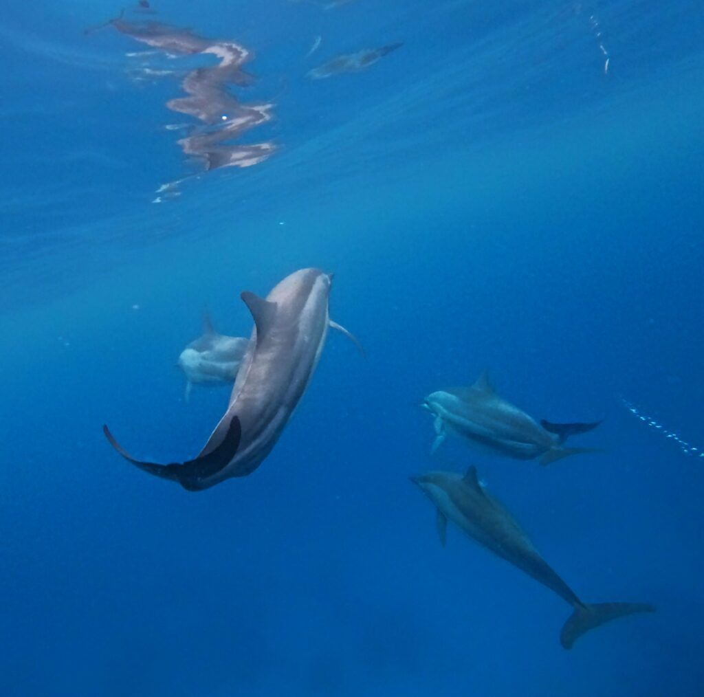 5 Best Places to See Dolphins in Fiji