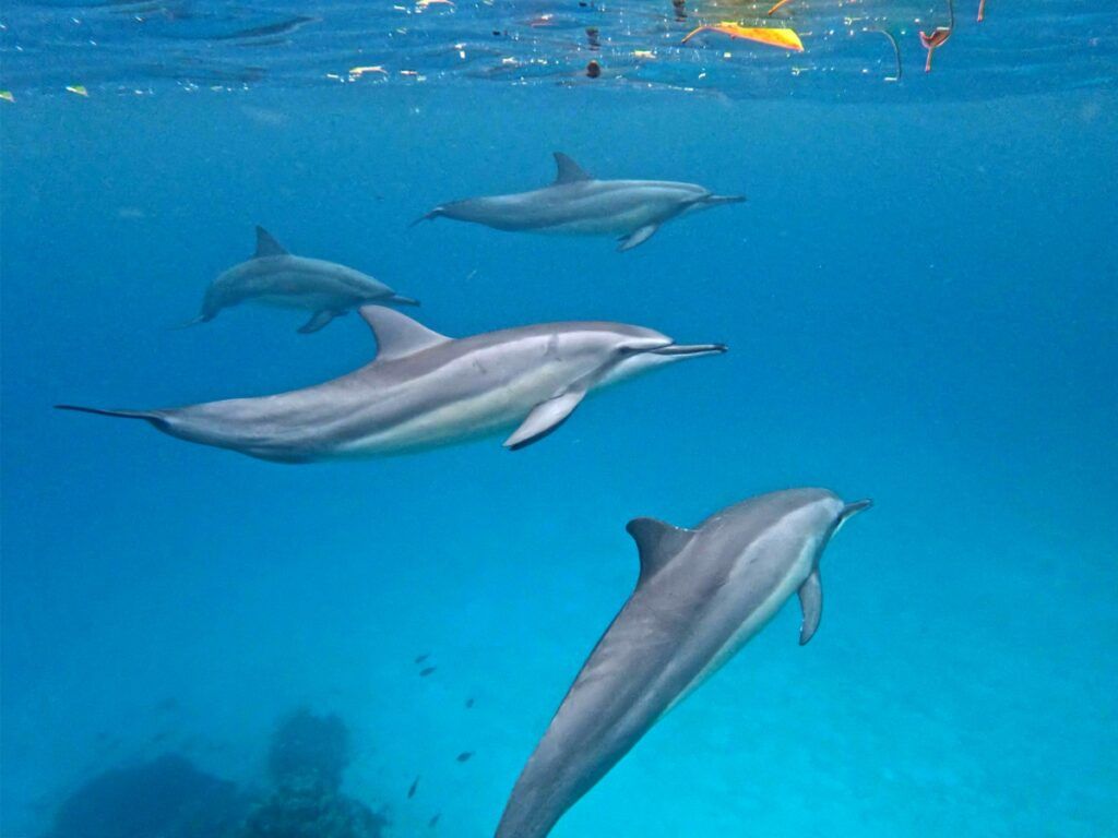 5 Best Places to See Dolphins in Fiji