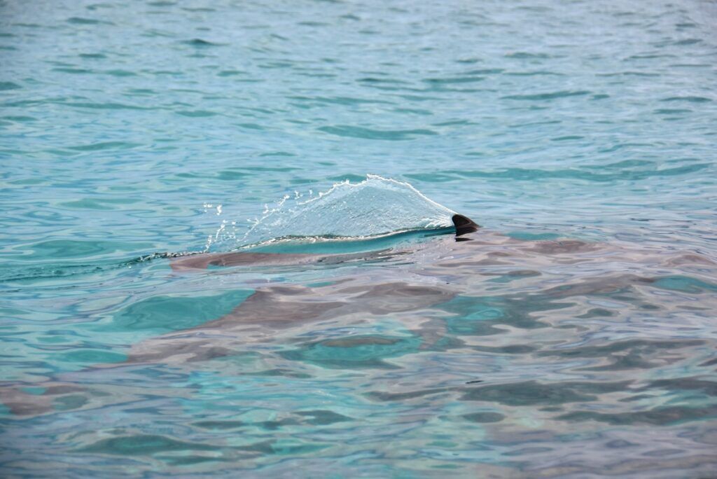 5 Best Places to See Dolphins in Fiji