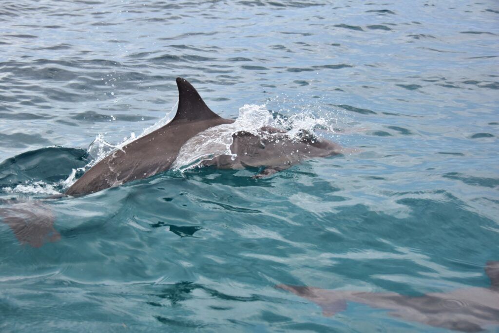 5 Best Places to See Dolphins in Fiji