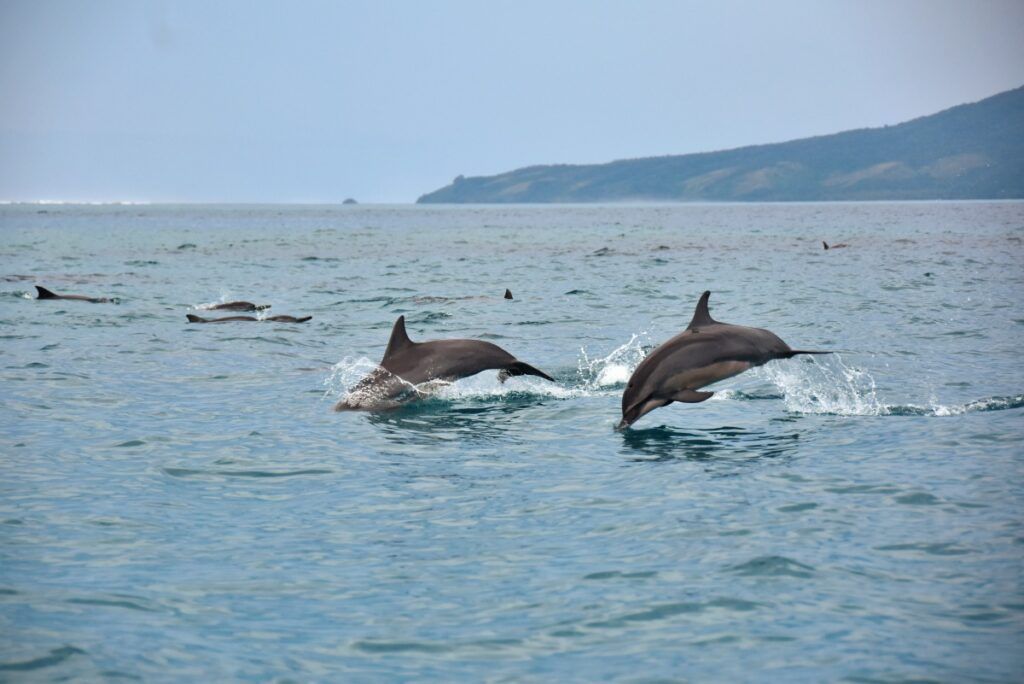 5 Best Places to See Dolphins in Fiji