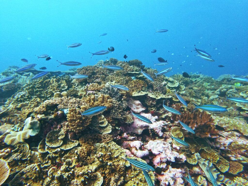 The Guide to Scuba Diving in Fiji