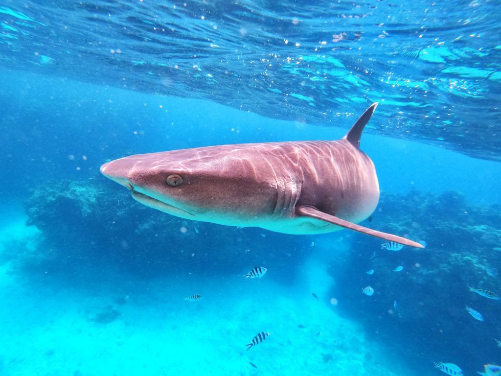 10 Best Places to Snorkel in Fiji