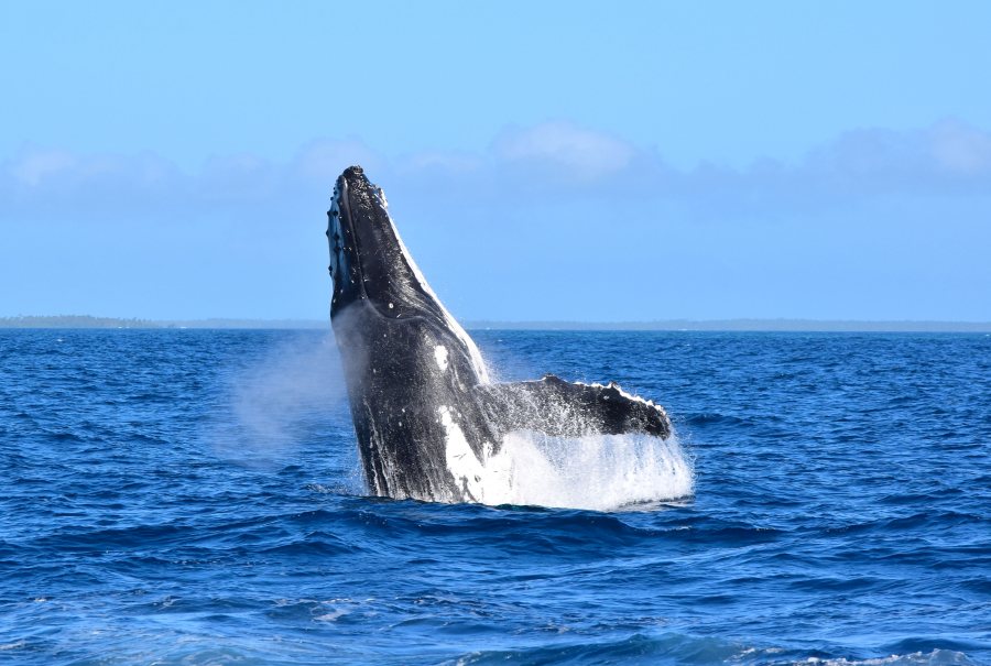 Where to See Whales in Fiji