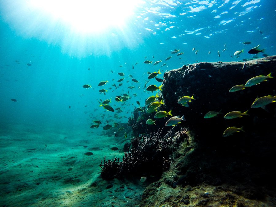 10 Best Places to Scuba Dive in Fiji Fiji Pocket Guide
