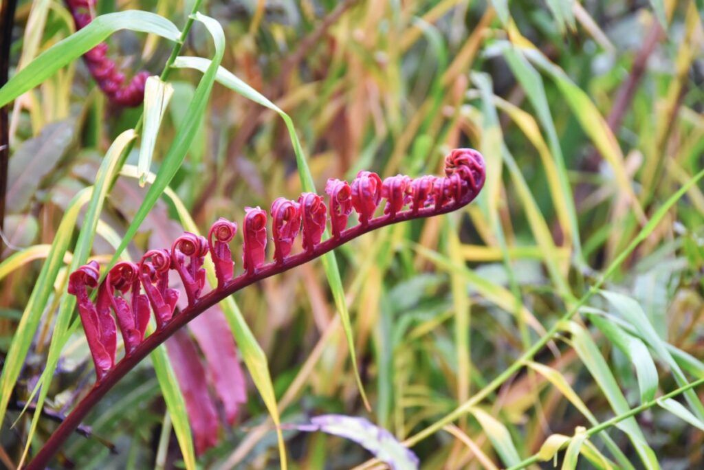 9 Best Walks in Taveuni
