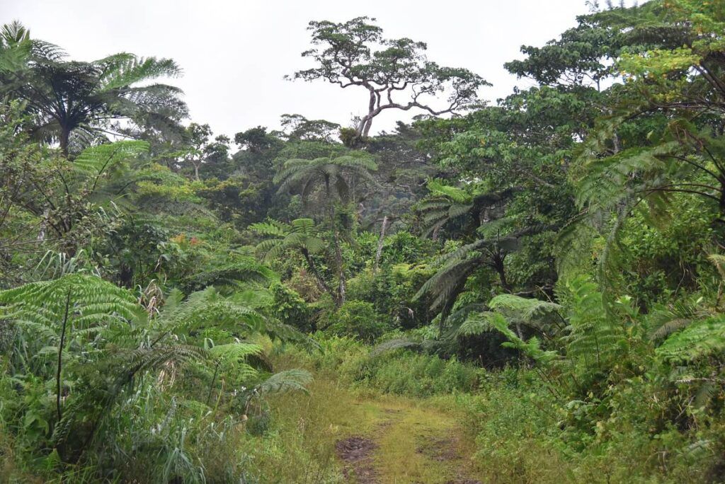 9 Best Walks in Taveuni