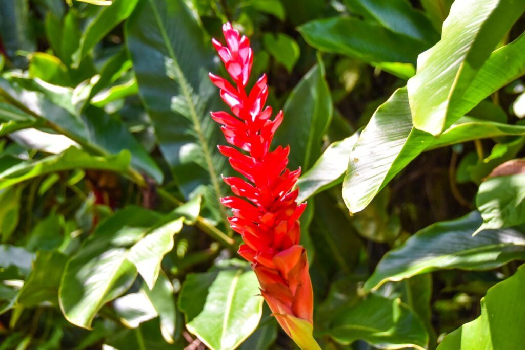 9 Best Walks in Taveuni