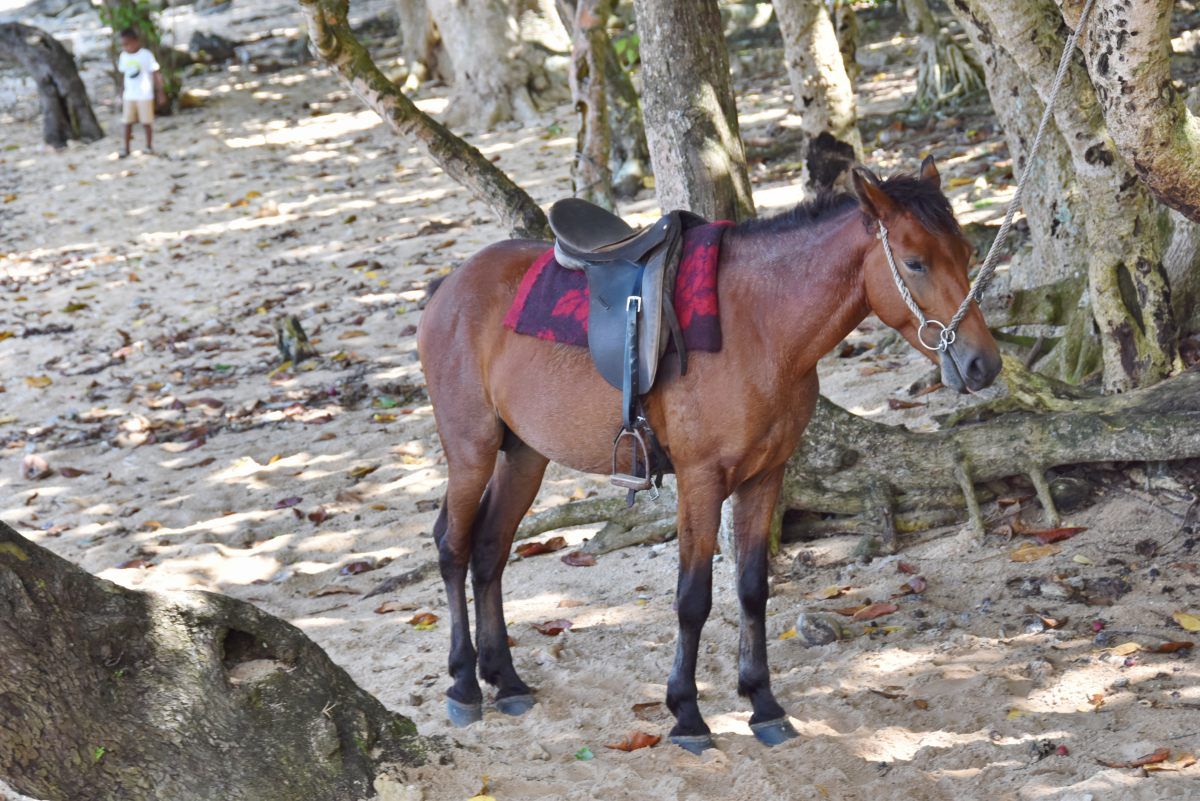 8 Best Horse Riding Tours in Fiji