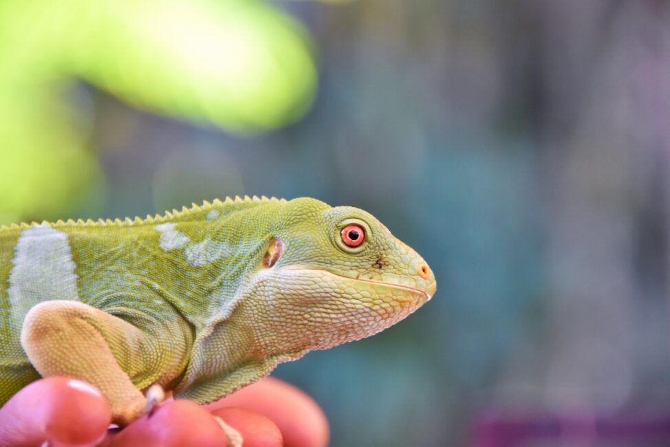 Fun Facts About Fiji for Kids