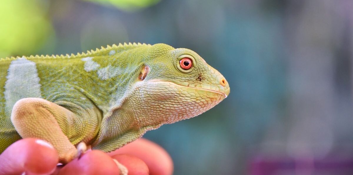 Fun Facts About Fiji for Kids Fun Facts About Fiji for Kids